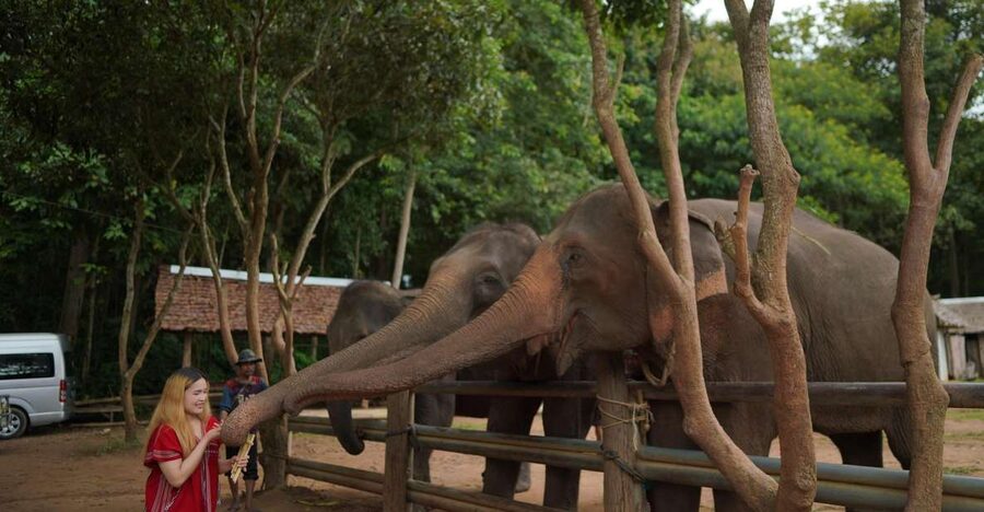 Chiang Mai: National Elephant Care, Rafting, & Ziplines Trip - From Chiang Mai to Mae Wang in the morning