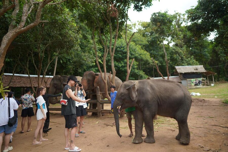 Chiang Mai: National Elephant Care, Rafting, & Ziplines Trip - Choosing between bamboo rafting and the Mae Wang zipline