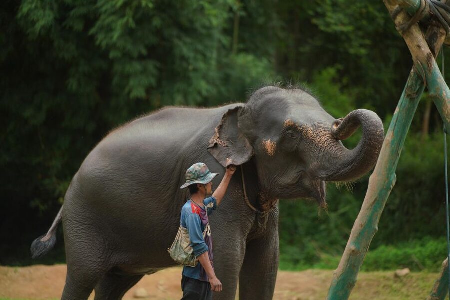 Chiang Mai: National Elephant Care, Rafting, & Ziplines Trip - What the $51 price really covers