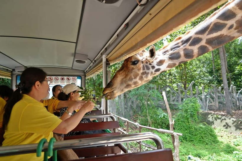 Chiang Mai Night Safari Ticket & Tram Rides Optional Pickup - Short shows require a little planning