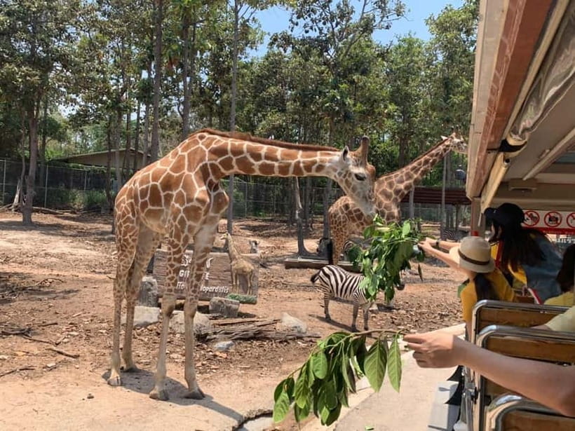 Chiang Mai Night Safari Ticket & Tram Rides Optional Pickup - What the mixed satisfaction tells you