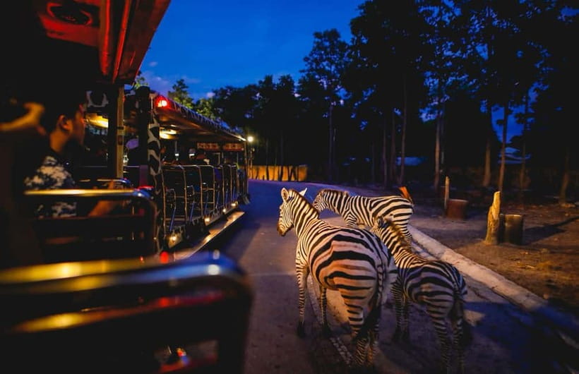 Chiang Mai Night Safari Ticket & Tram Rides Optional Pickup - Walking trails where you control the pace