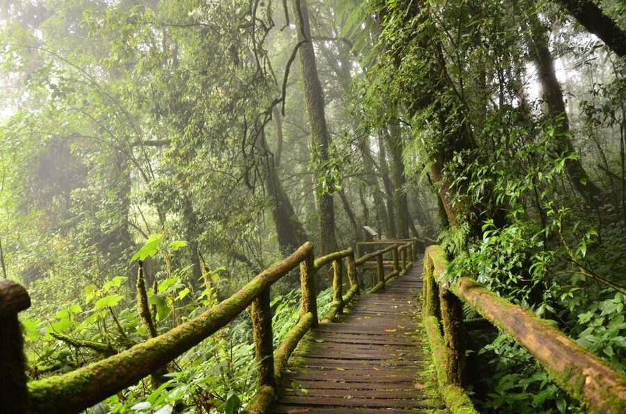 Chiang Mai: Pha Dok Siew Nature Trail & Doi Inthanon Trip - Walking the Pha Dok Siew Nature Trail