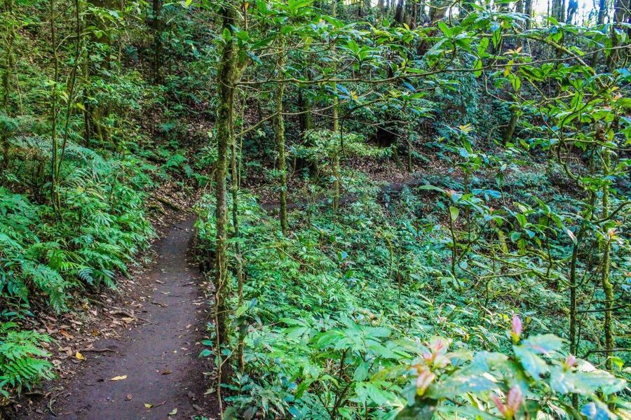 Chiang Mai: Pha Dok Siew Nature Trail & Doi Inthanon Trip - The Roof of Thailand