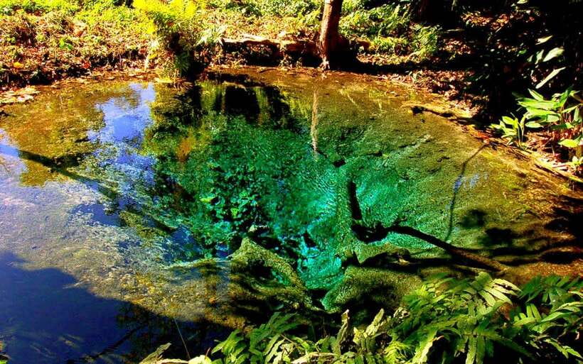 Chiang Mai: Sticky Waterfall, Chet Si Fountain Park Transfer - What You See at Chet Si Fountain National Park