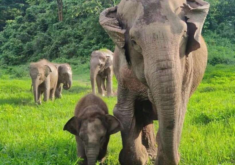 Chiang Mai | TeeTee Elephant Home Elephant Care Half-Day - The long road from Chiang Mai to Kuet Chang