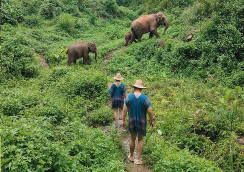 Chiang Mai | TeeTee Elephant Home Elephant Care Half-Day - What to wear and bring