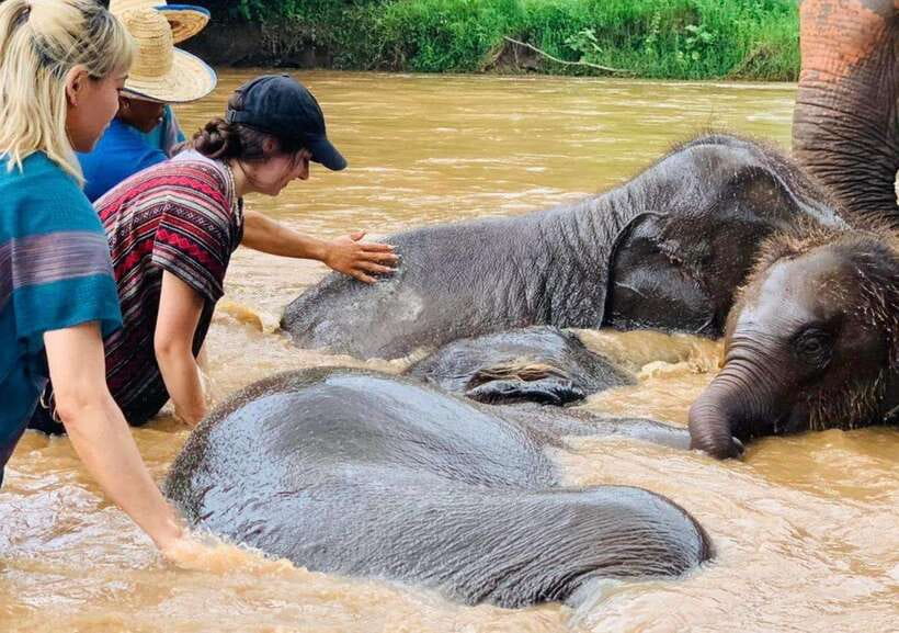 Chiang Mai | TeeTee Elephant Home Elephant Care Half-Day - Meeting Nam Chok, Phu Pha, and San Dee