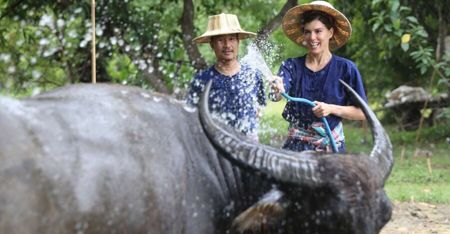 Chiang Mai: Thai Buffalo and Rice Planting Experience - Key points to know before you go