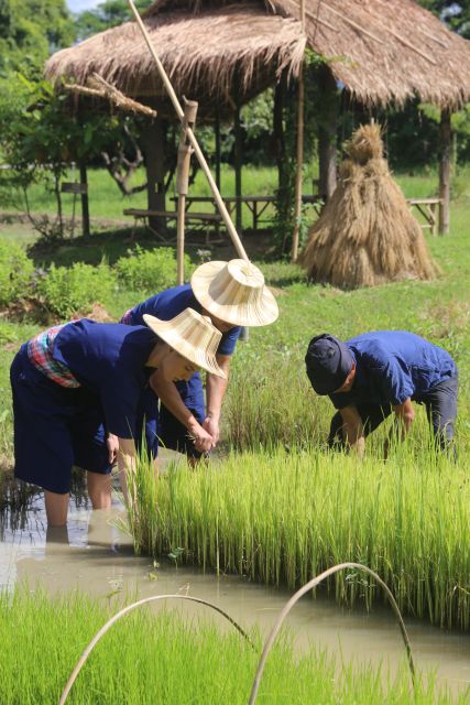 Chiang Mai: Thai Buffalo and Rice Planting Experience - Cutting grass for the Thai buffalo