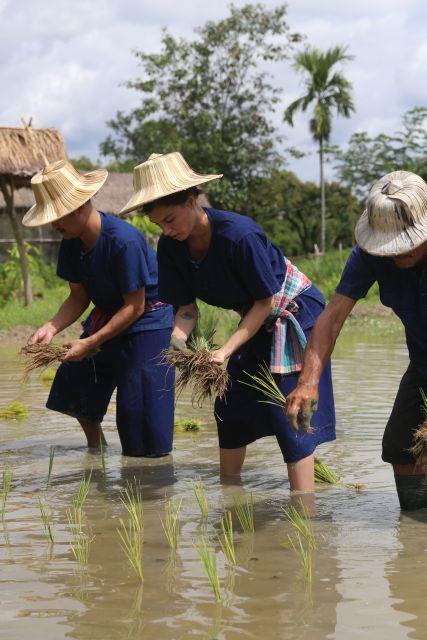 Chiang Mai: Thai Buffalo and Rice Planting Experience - Learning the rice cycle before entering the paddy