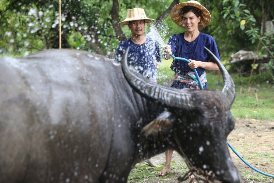 Chiang Mai: Thai Buffalo and Rice Planting Experience - Lunch with green chicken curry and mango sticky rice