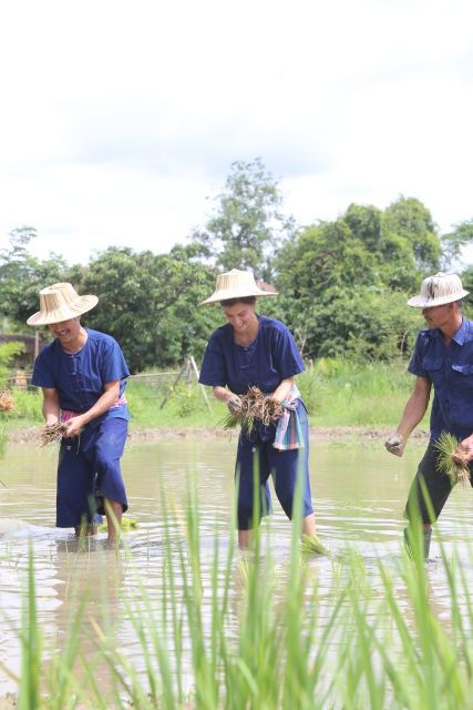 Chiang Mai: Thai Buffalo and Rice Planting Experience - Timing, group size, and the pace of the visit