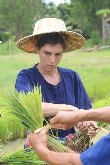 Chiang Mai: Thai Buffalo and Rice Planting Experience - Is $57 a fair price?