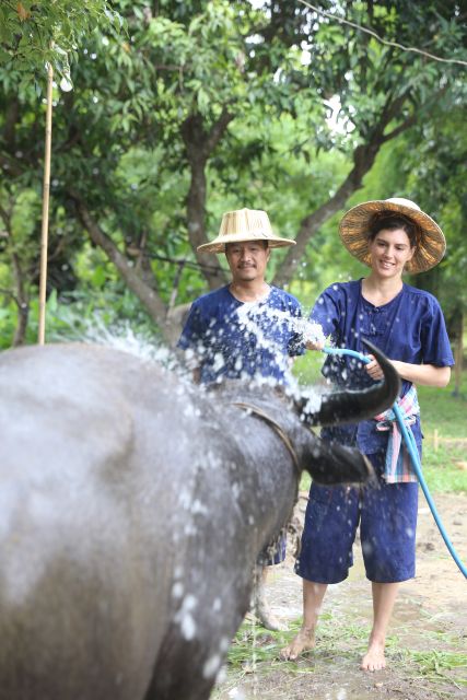 Chiang Mai: Thai Buffalo and Rice Planting Experience - Starting at Hang Tueng Farm