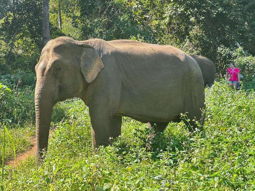 Chiang Mai Untouched Elephant: Nature Walk & Waterfall Trek - Mae Wang Waterfall after the elephants