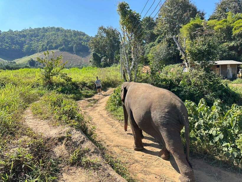 Chiang Mai Untouched Elephant: Nature Walk & Waterfall Trek - What $51 buys you