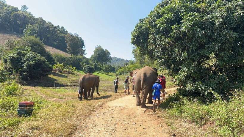 Chiang Mai Untouched Elephant: Nature Walk & Waterfall Trek - Who will enjoy this experience most