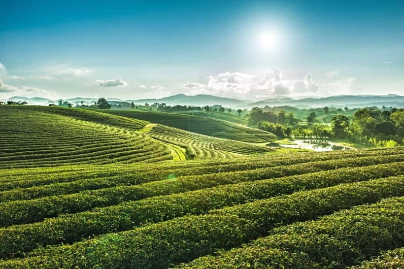 Chiang Rai: 7 Major Sites, Golden Triangle & Tea Plantation - Blue Temple, a brighter and more playful contrast