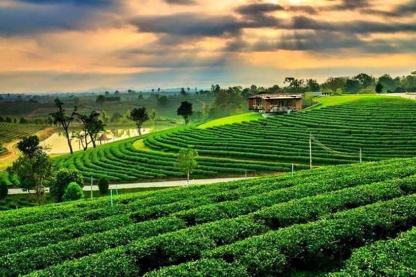 Chiang Rai: 7 Major Sites, Golden Triangle & Tea Plantation - Lunch, transport, and the practical value of $72
