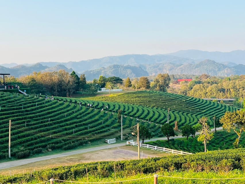 Chiang Rai: Discover 7 Must-See Spots & Lunch Included - House of Opium adds context, but may not suit everyone
