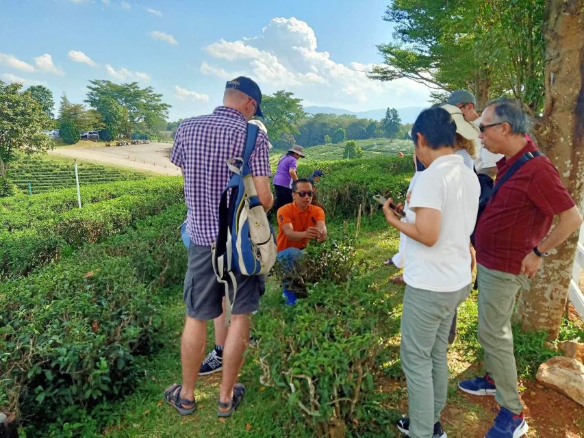 Chiang Rai Guide: Popular 7places 3Colors ,Golden Triangle - Tea plantation: a scenic pause in the middle of the route