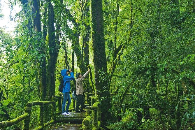 Doi Inthanon Waterfall and Royal Project Chiang Mai - Ang Ka Nature Trail enters a cool mountain forest