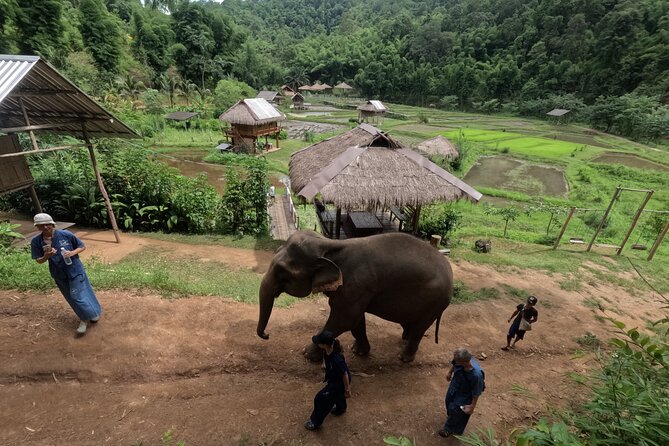 Elephant care program at CHIANGMAI ELEPHANT CARE - A gentler way to meet Chiang Mai’s elephants