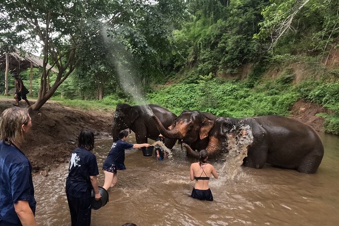 Elephant care program at CHIANGMAI ELEPHANT CARE - Learning how elephant care works