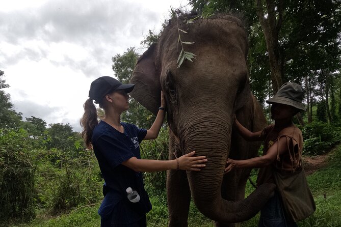 Elephant care program at CHIANGMAI ELEPHANT CARE - Feeding rescued elephants at close range