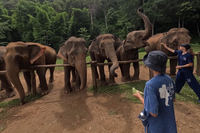 Elephant care program at CHIANGMAI ELEPHANT CARE - Lunch, photos, and a simple rural setting