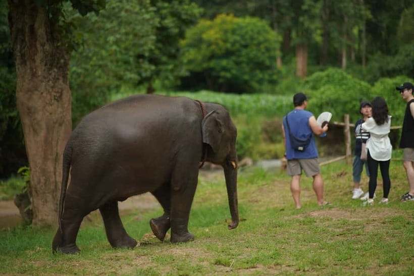 Elephant Habitat Park Feeding Entry & Rafting Van Transfer - Who will enjoy this Chiang Mai day trip
