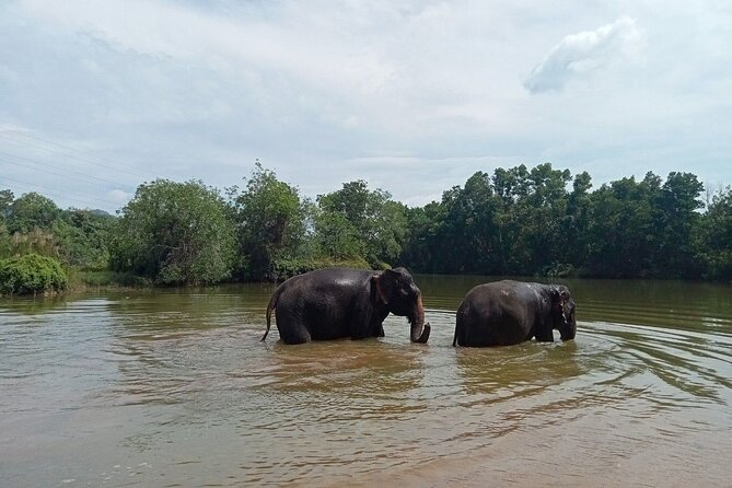 Elephant Sanctuary Small Group Tour in Phuket - Meeting Phuket’s elephants without a circus show