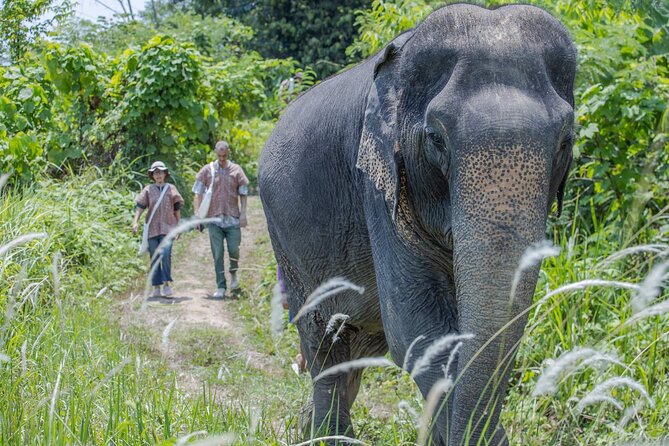 Elephant Sanctuary Small Group Tour in Phuket - Making banana-leaf snacks for the elephants