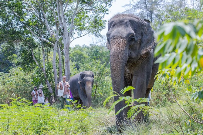 Elephant Sanctuary Small Group Tour in Phuket - Guides who make the difference