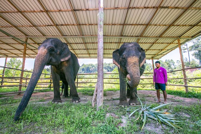 Elephant Sanctuary Small Group Tour in Phuket - How this compares with a quick elephant stop