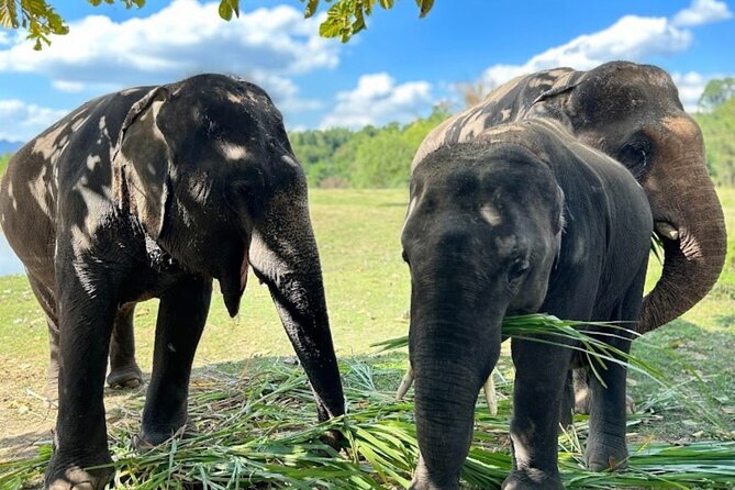 Erawan Waterfall and Elephant care from Bangkok -Private Tour - Why this Bangkok day trip works