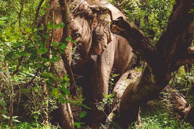Erawan Waterfall and Elephant Care: Private Tour to Kanchanabur - Guides make the difference