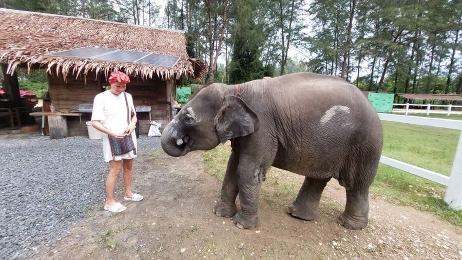 Ethical Elephant Sanctuary Experience in Khao Lak - Making Ya Dom, a practical Thai souvenir