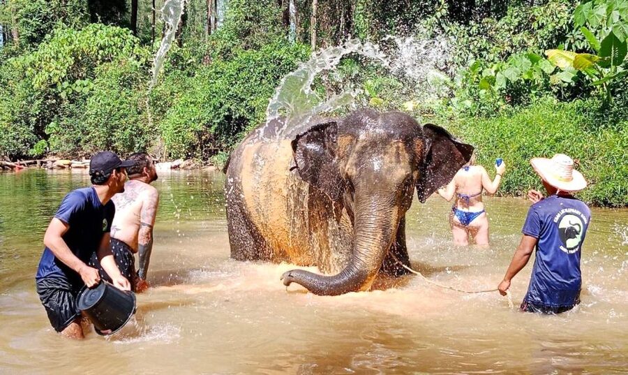 Ethical Elephant Sanctuary Experience in Khao Lak - Khanom Krok and the final snack