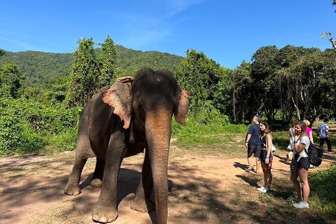 Ethical Elephant Watching Tour From Bangkok & Pattaya - Key points to know before booking