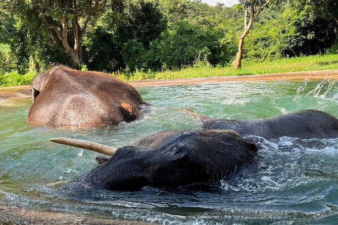 Ethical Elephant Watching Tour From Bangkok & Pattaya - What the sanctuary visit is really about