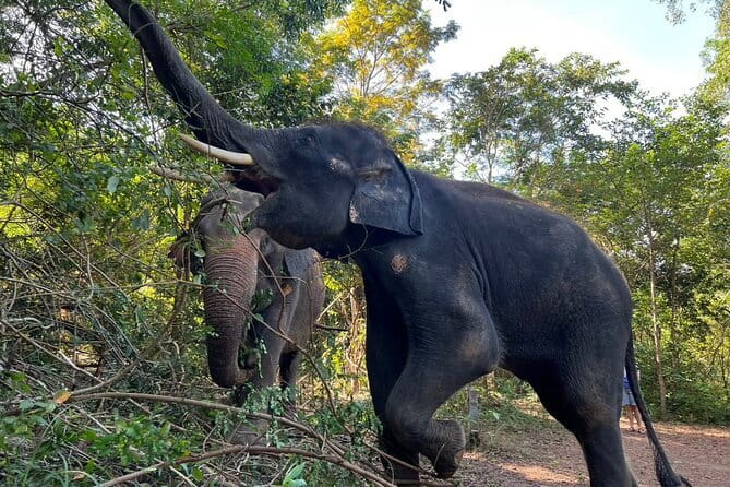 Ethical Elephant Watching Tour From Bangkok & Pattaya - Who will get the most from this day