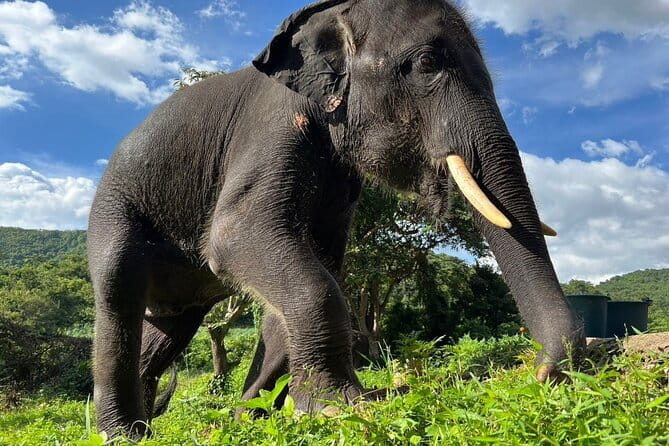 Ethical Elephant Watching Tour From Bangkok & Pattaya - Why the mahouts and guides matter