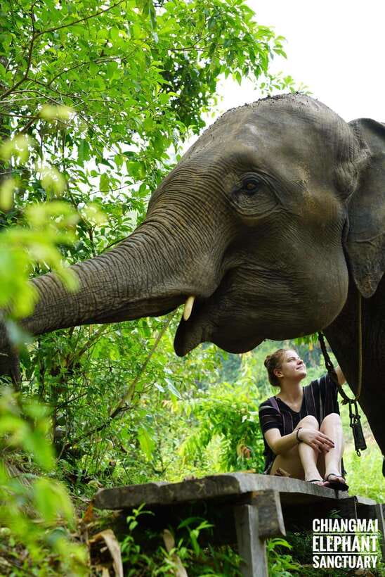 Exclusive experience half day with family giant animals - Walking beside the elephants through the forest