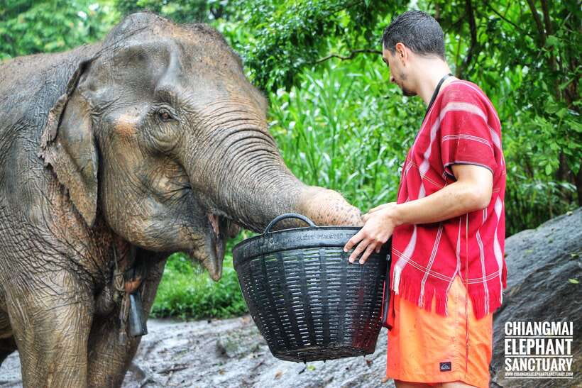 Exclusive experience half day with family giant animals - A jungle waterfall after the elephant activities