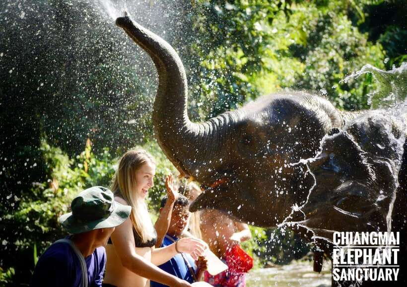 Exclusive experience half day with family giant animals - Thai lunch and the long ride back