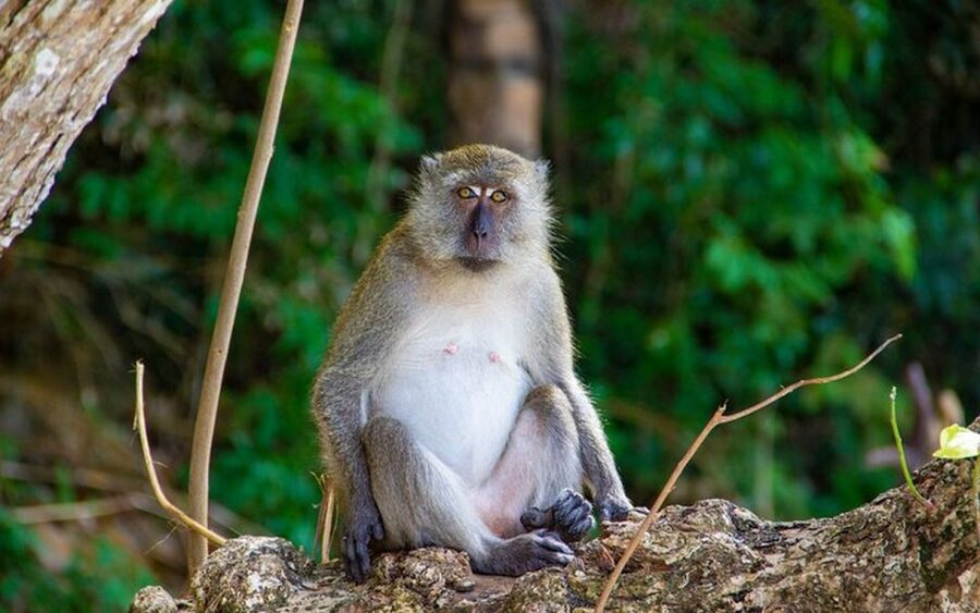 From Ao Nang: Phi Phi Islands Day Tour by Boat with Lunch - The morning starts with a useful head start