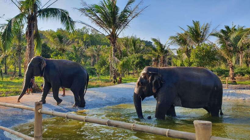 From Bangkok: Living Green Elephant Sanctuary Day Trip - Why this sanctuary feels different