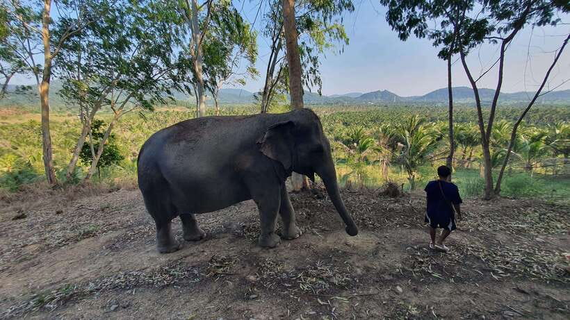 From Bangkok: Living Green Elephant Sanctuary Day Trip - Bathing with elephants, if they choose the water